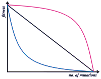A line graph has number of mutations on the x-axis and fitness on the y-axis. A red line shows high fitness for most numbers of mutations, but a steep decrease in fitness at very high numbers of mutations. A black line shows steady decreases in fitness as number of mutations increases. A blue line shows a steep decrease in fitness at small numbers of mutations. Fitness remains mostly constant and low over the rest of the range of number of mutations.