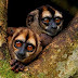 Las mejores fotos de National Geographic Marzo.