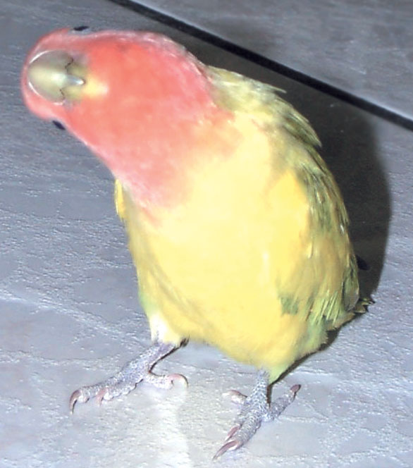 A lovebird (Agapornis roseicollis) demonstrates a right-sided head tilt caused by an ipsilateral loss of muscle tone due to peripheral vestibular disease