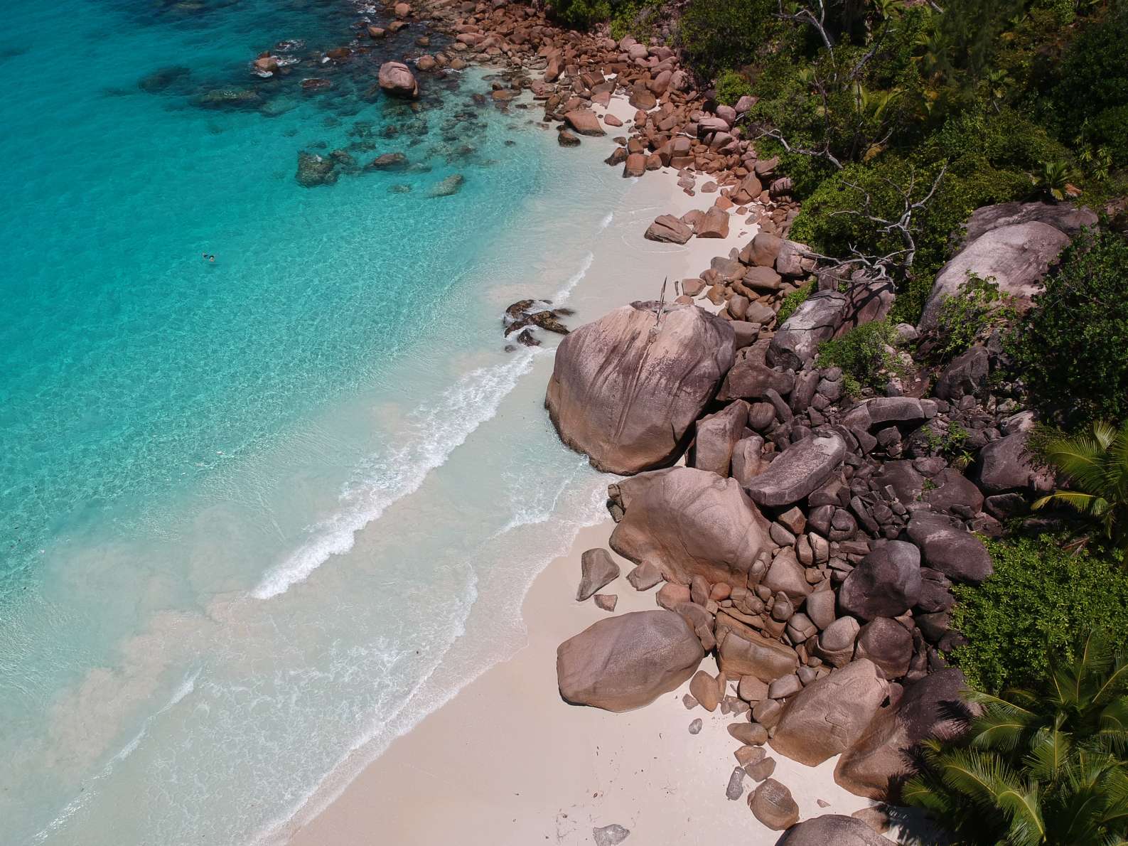 whale sharks in seychelles