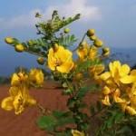 Senna auriculata