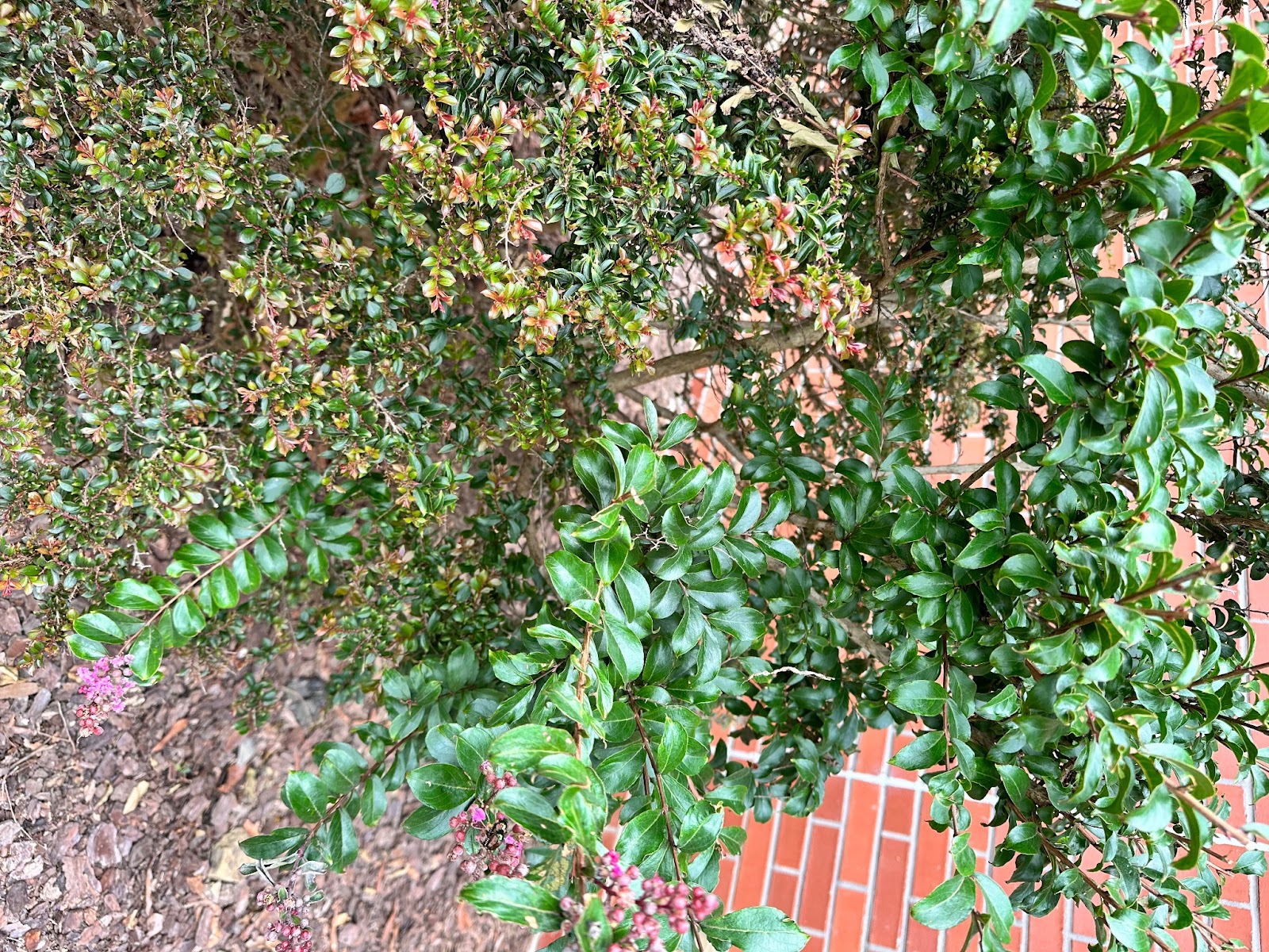 A picture of one crepe myrtle plant that is demonstrating different stages of growth.