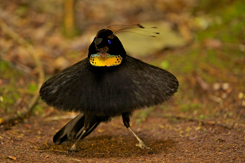 Nature Can Do That?: Western Parotia