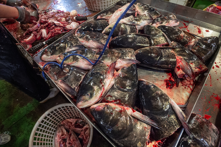 Fish heads on display for sale at a fish market in Taiwan.
