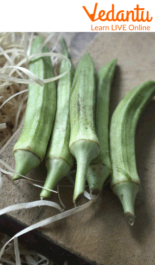 Ladyfinger