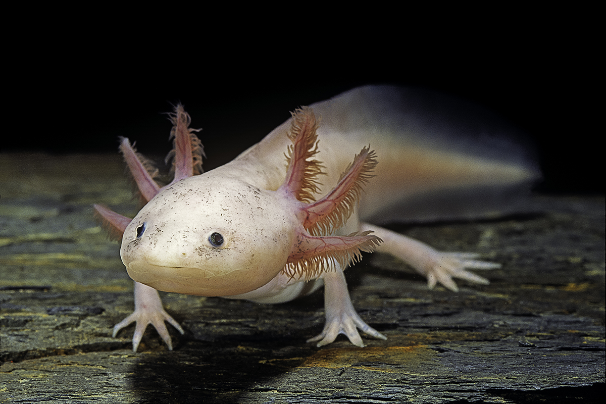 Can Axolotls Be Out Of Water
