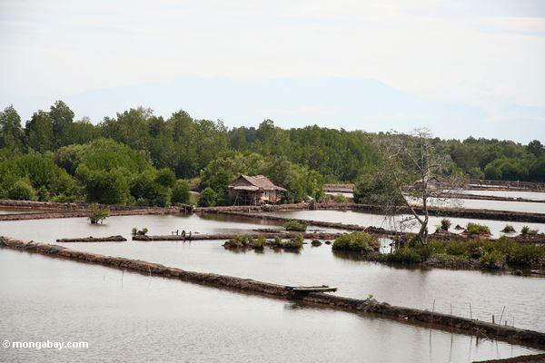 Mangrove  Dikonversi Menjadi Tambak di Kalimantan (source: https://www.mongabay.com)