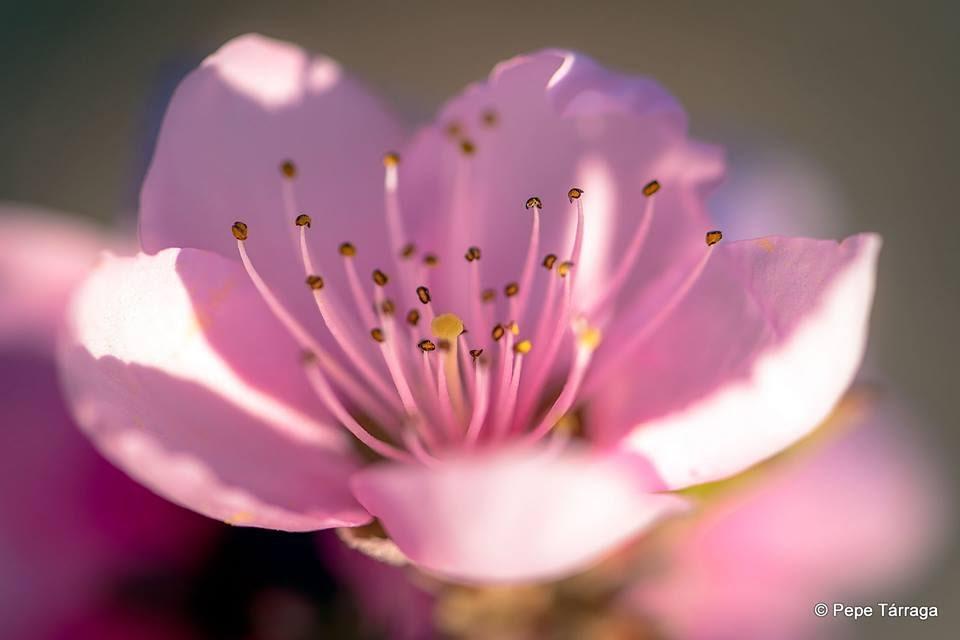 La imagen puede contener: planta, flor, naturaleza y exterior