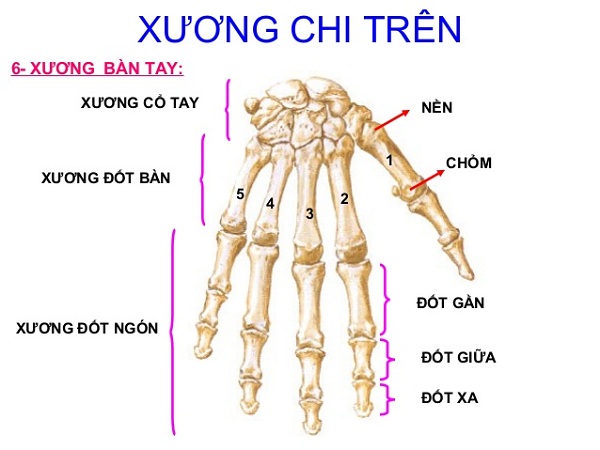 Minh họa các khối xương của bàn tay
