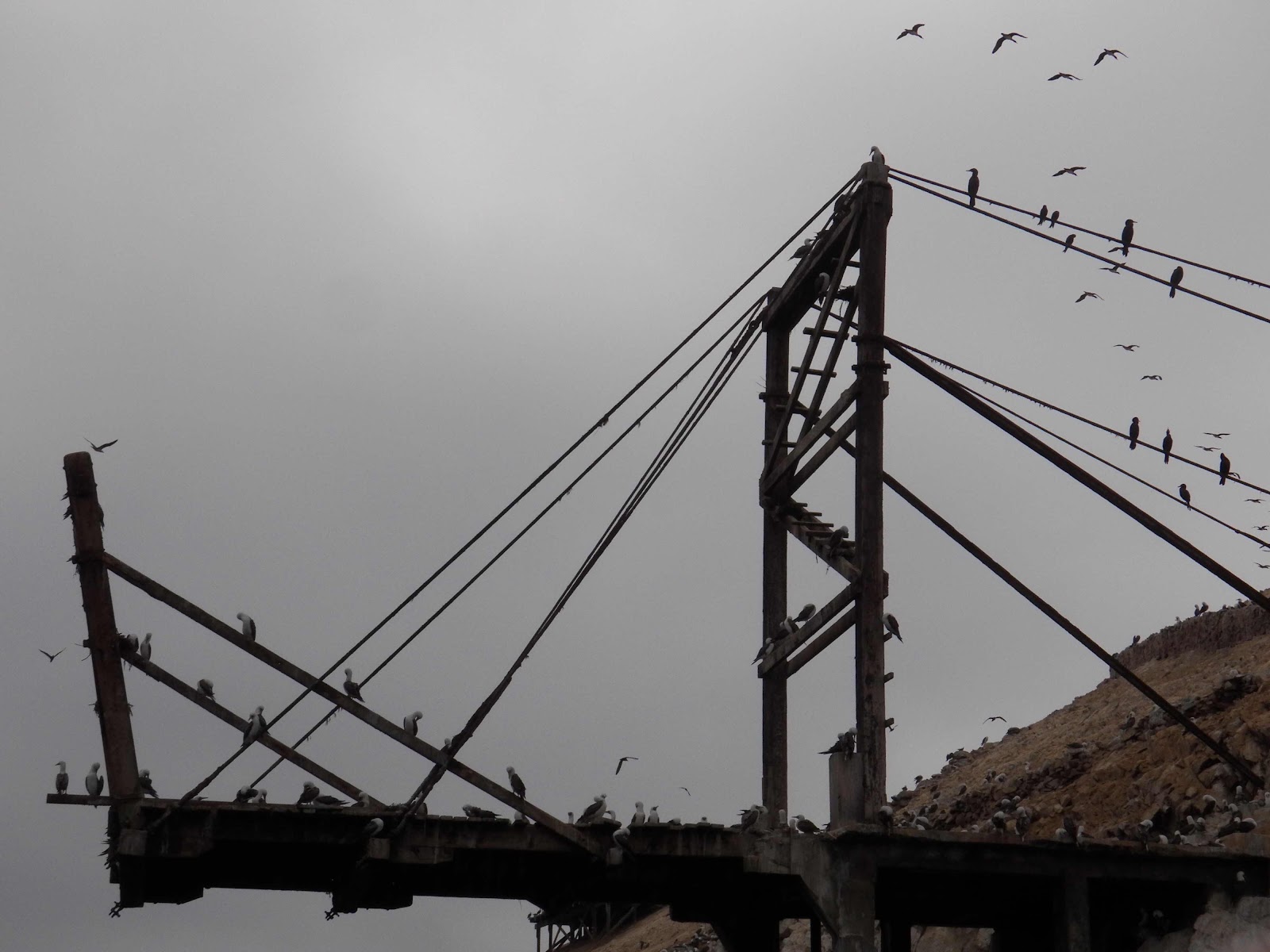 Guano, Islas Ballestas, Peru