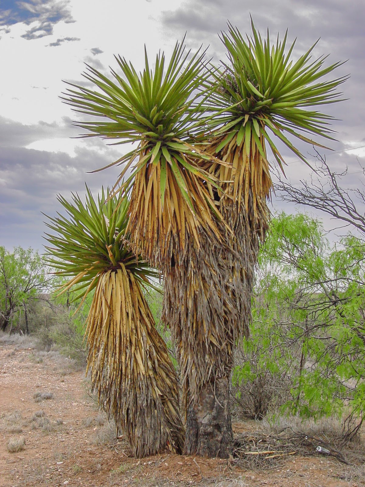 A yucca tree with dark clouds above.