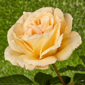 Hybrid Tea - yellow - Casanova - moderately intensive fragrance - Rose Shop Online - - Order Roses Online » Hybrid Tea Rose - PharmaRosa®