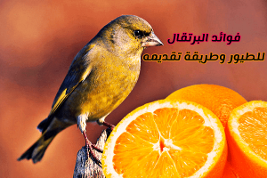 Orange benefits for birds