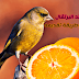 What are the benefits of orange for pet birds and how to present it?