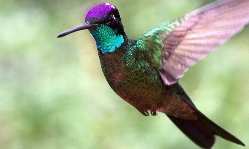 Purple-Crowned Fairy (Heliothryx barroti)