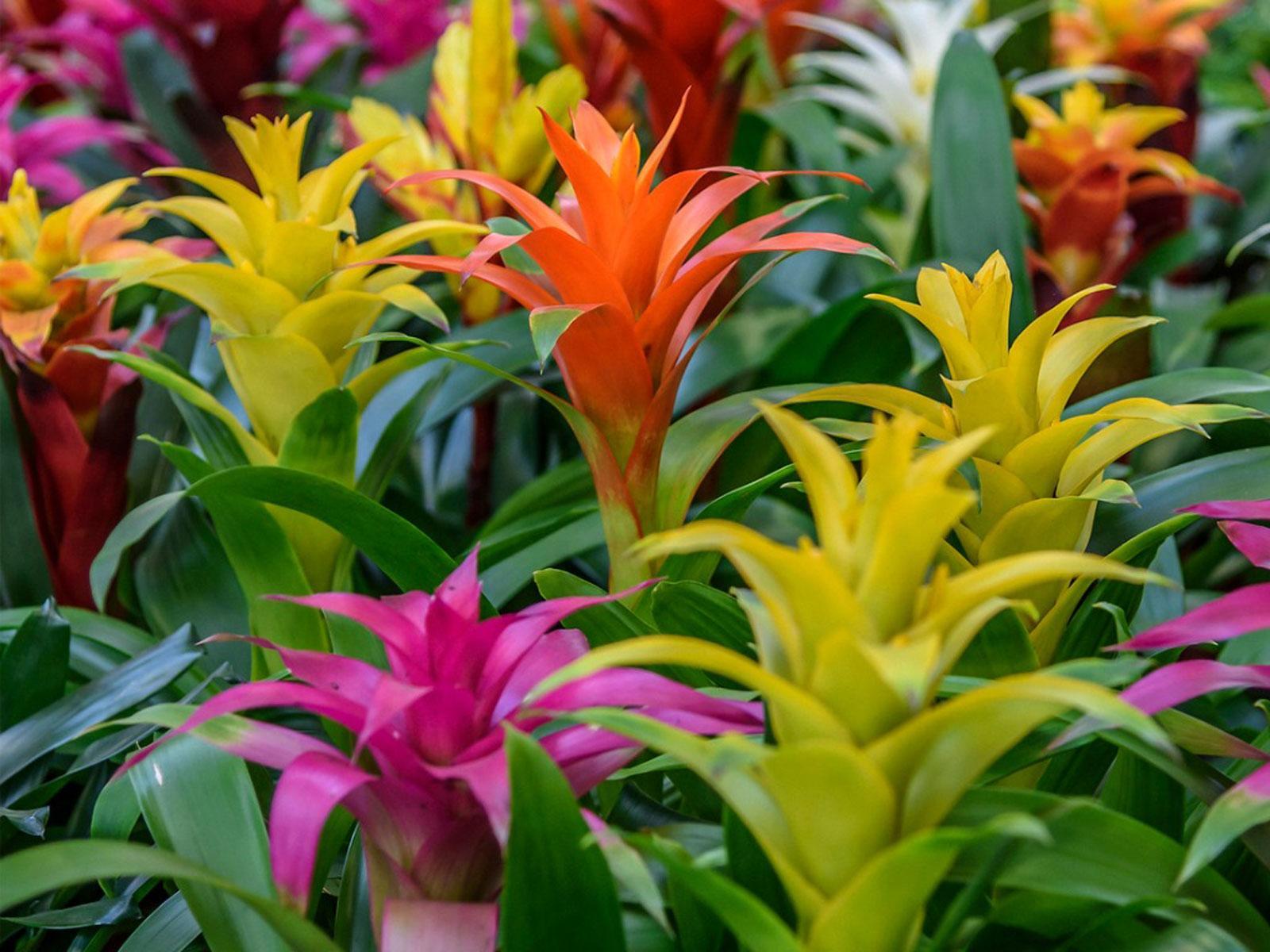 Bromeliad Plant Care: Growing And Caring For Bromeliad Plants