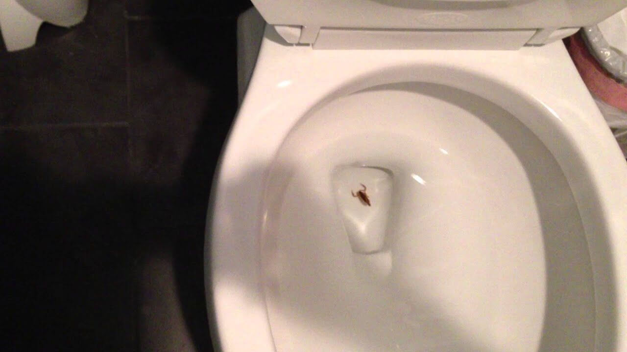 Why Was There A Scorpion In My Toilet?