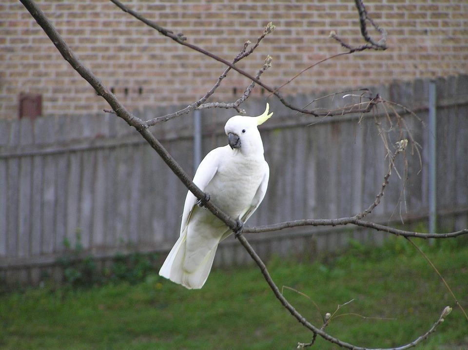  A white cockatoo spotted perching on a branch.