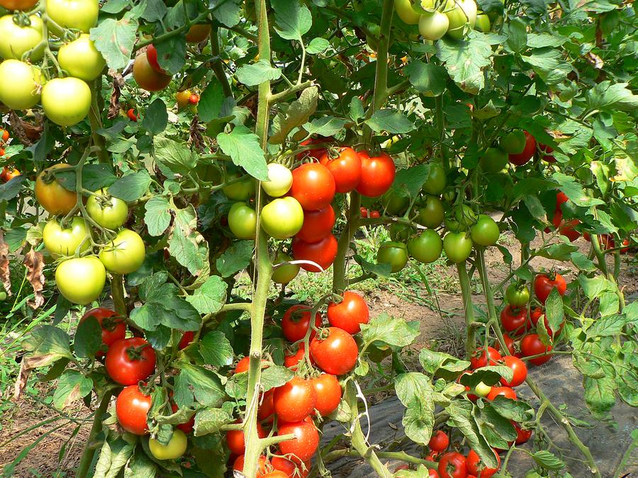 file:///C:/Users/Ct@Nour/Desktop/AFFILIATES%20KU/Home%20&%20Garden/tomatexpert_files/index_data/Tomatoes.jpg