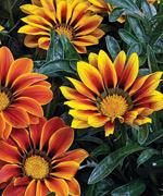 http://www.stokeseeds.com/uploads/product/40617/medium3453.jpg