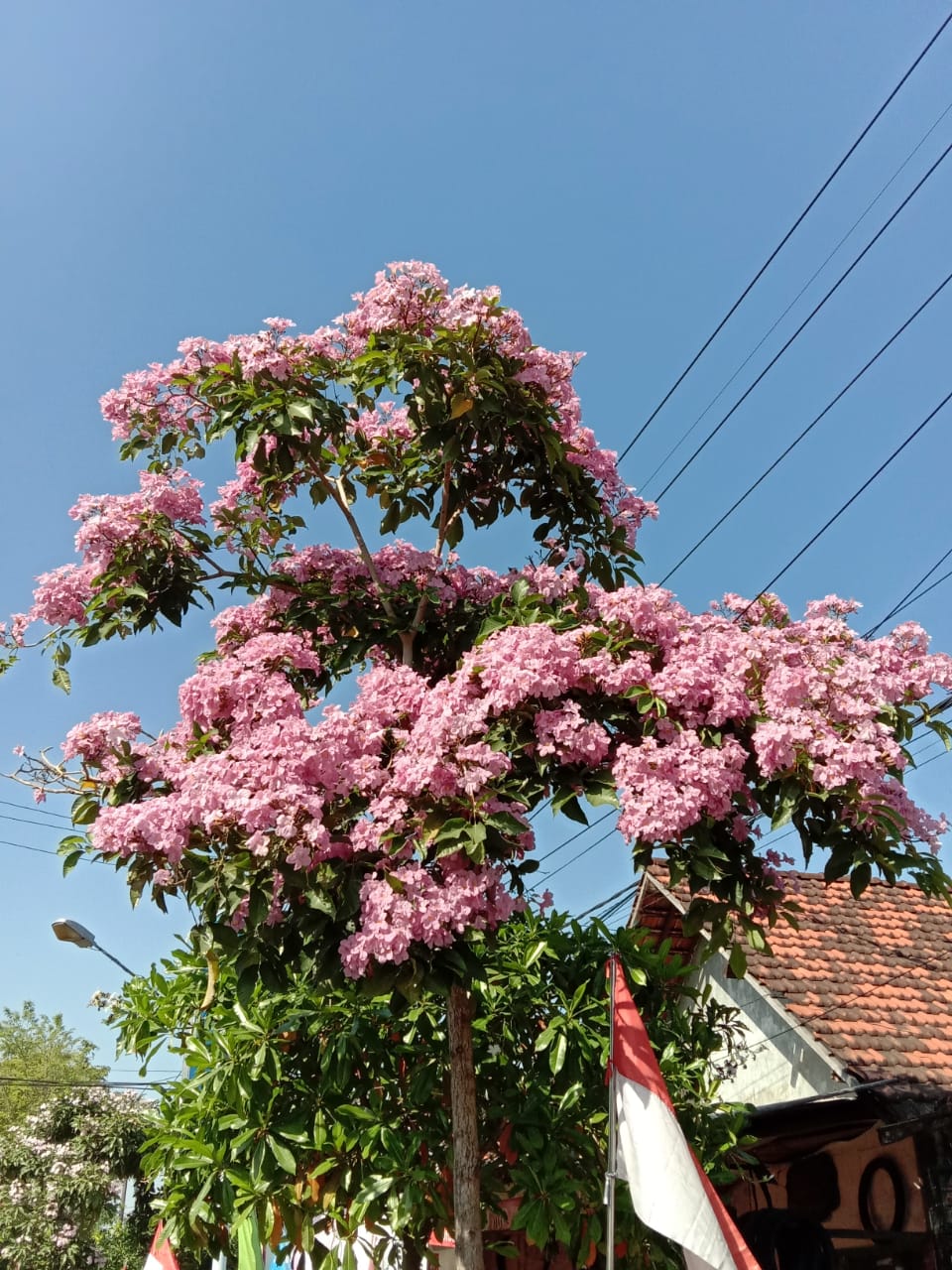 Pohon bunga tabebuya