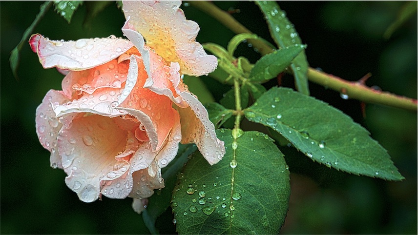 Rainy Day Rose Revisited.jpg