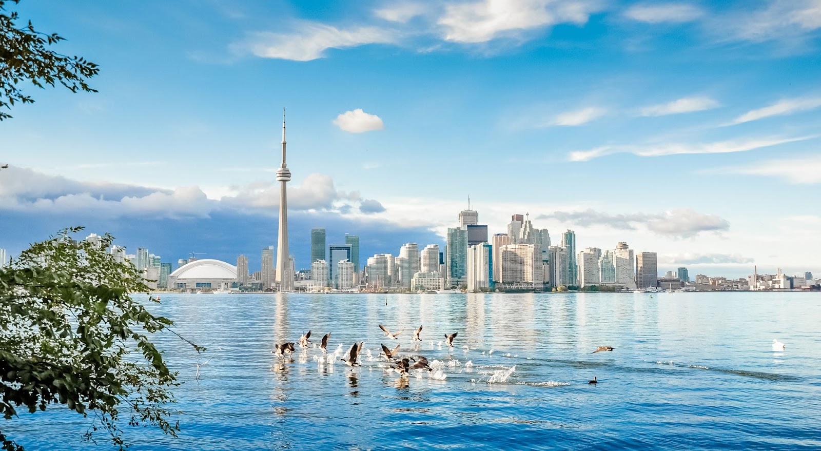 Birds taking flight from the water with Toronto in the background