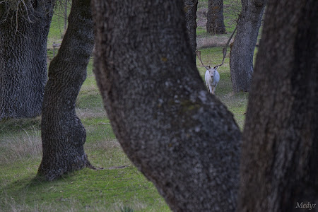 Gamo albino