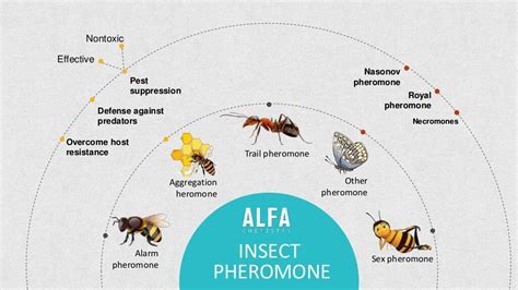 Image result for eight types of insect pheromones