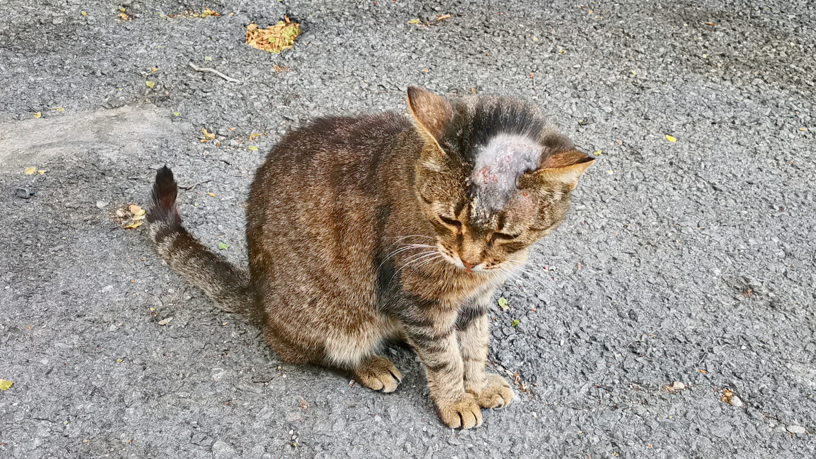 Ringworm in cats is caused by fungi called dermatophytes. 