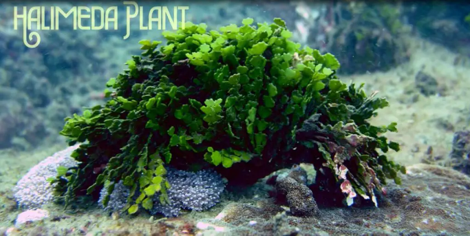 Halimeda - salt water plant aquarium