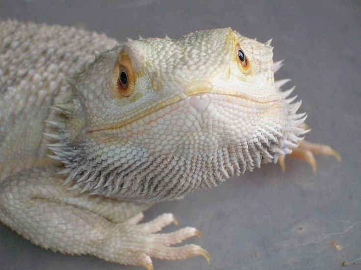 Albino Bearded Dragons