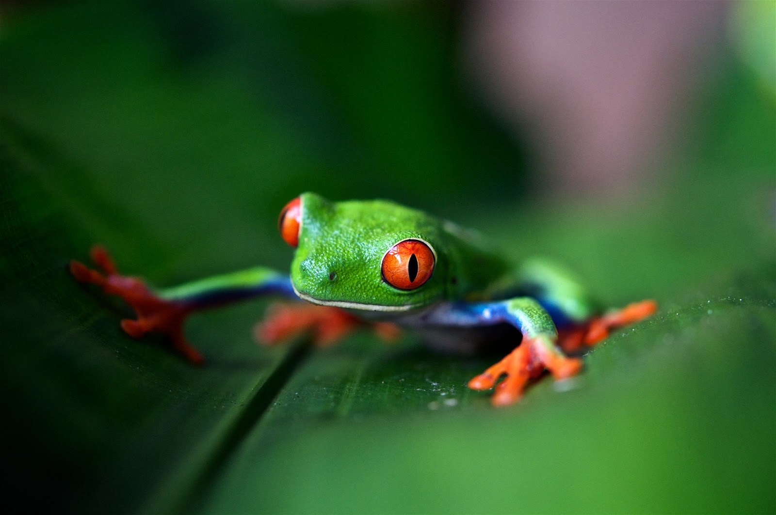 Red eye tree frog on a leaf