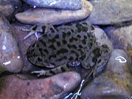 Description: Telmatobius culeus.JPG