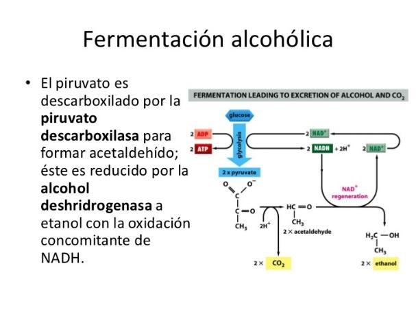 http://image.slidesharecdn.com/8-gliclisisyfermentacin-100318005859-phpapp02/95/8-gliclisis-y-fermentacin-19-728.jpg?cb=1268873955