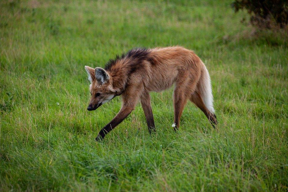 Lobo-Guará, Pastagem, Savanah, Argentina, Bolívia