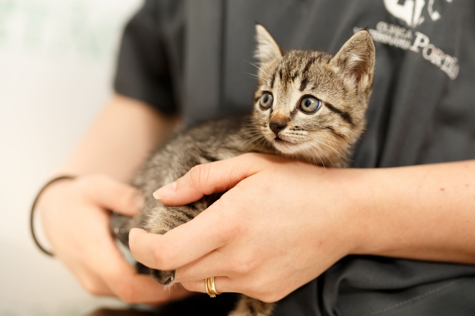 Gatinho rajado no colo de uma médica veterinária de plano de saúde pet 
