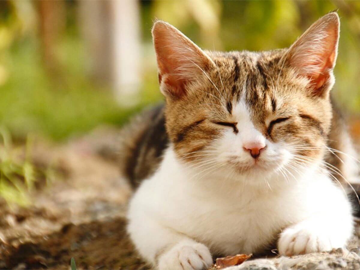 Giải mã sức hút của mèo tam thể đực - Giống mèo mang lại may mắn