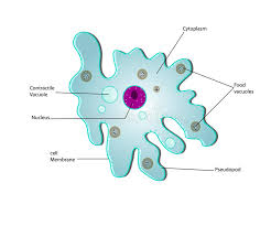 Image result for amoeba cytoplasm