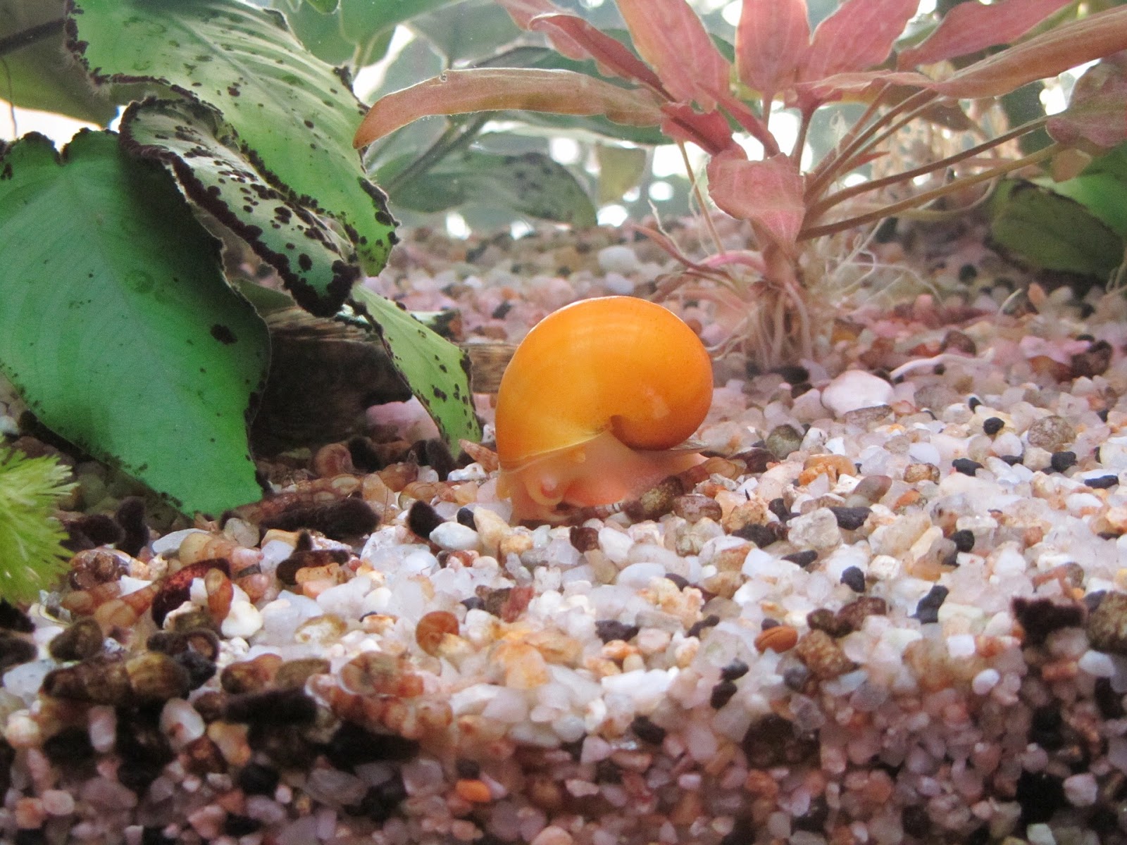 Snail in aquarium