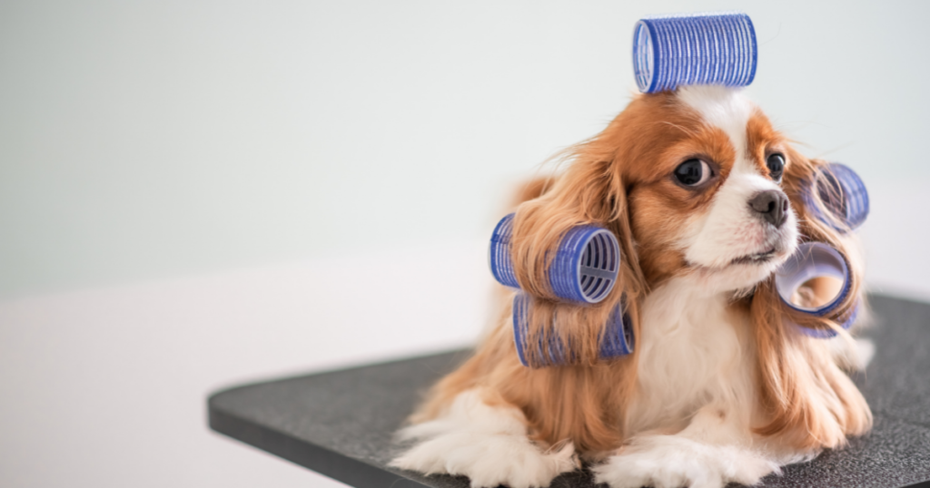 How to Groom Your Dog At Home 