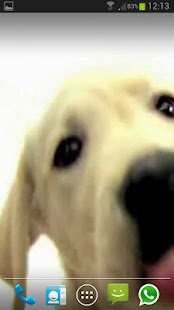 DOG SCREEN CLEANER LWP FREE apk Review
