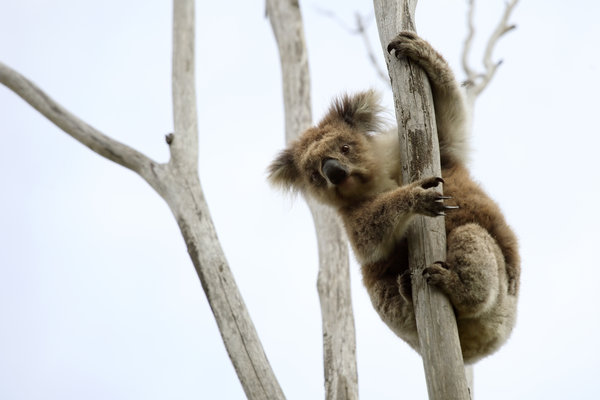 25 Interesting Facts About Koalas