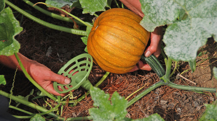 blossom end rot of pumpkin plant 