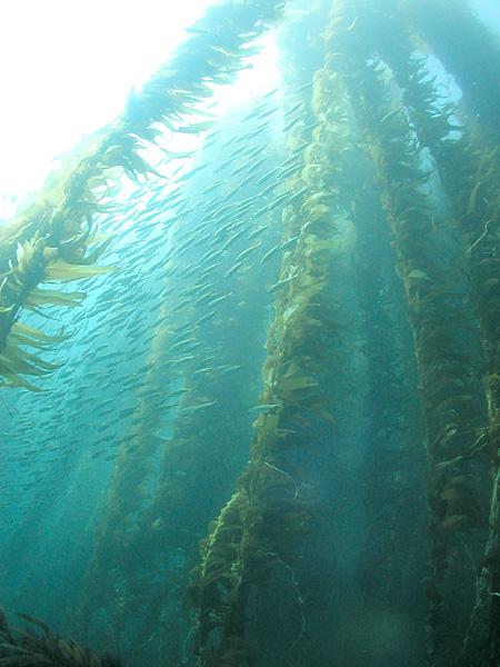 A kelp forest in blue waters has a school of small fish swimming through it.