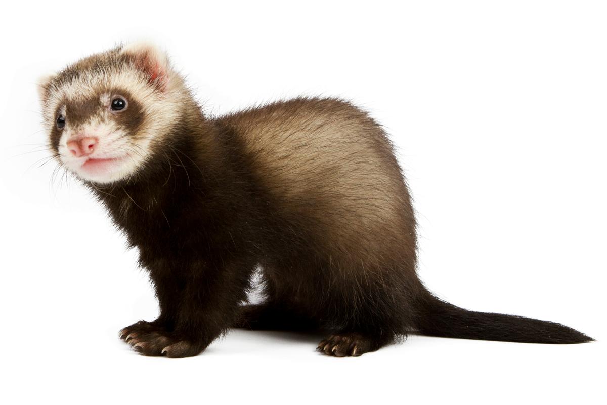 Ferret