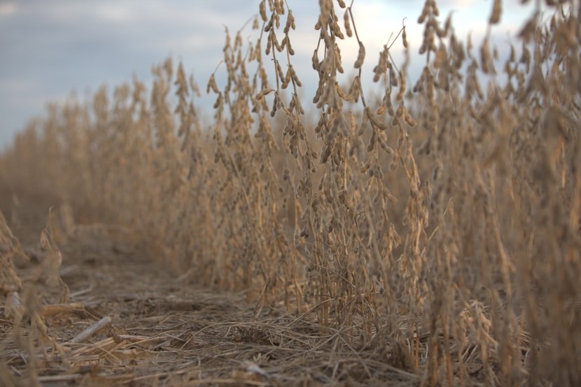 A field of wheat

Description automatically generated with low confidence