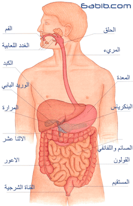 المعده من اعضاء الجهاز