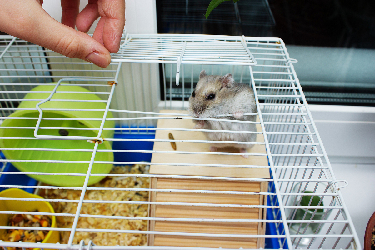 When to Clean Your Hamster Cage?