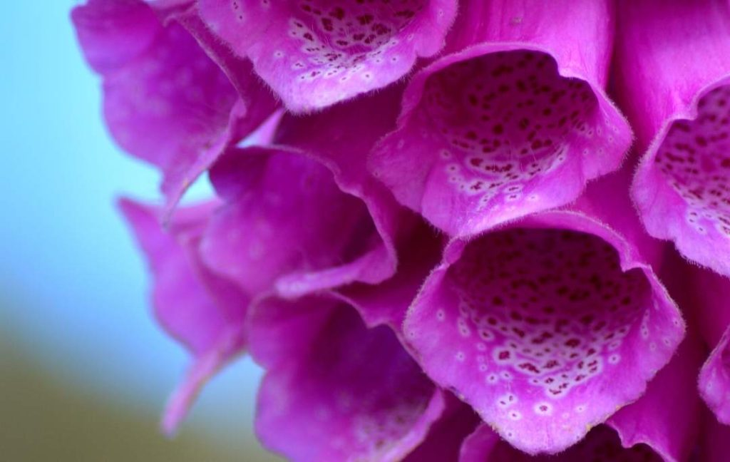 foxgloves flower